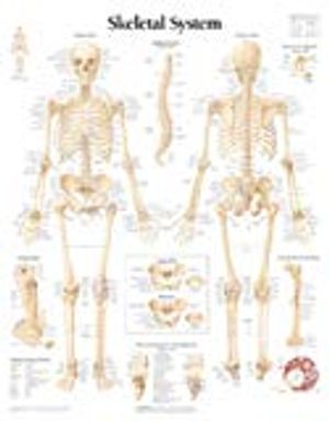 Skeletal System Laminated Poster