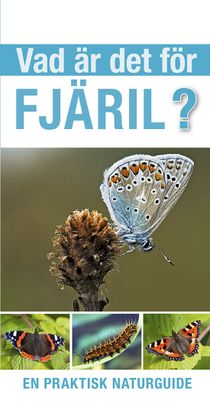 Vad är det för fjäril?