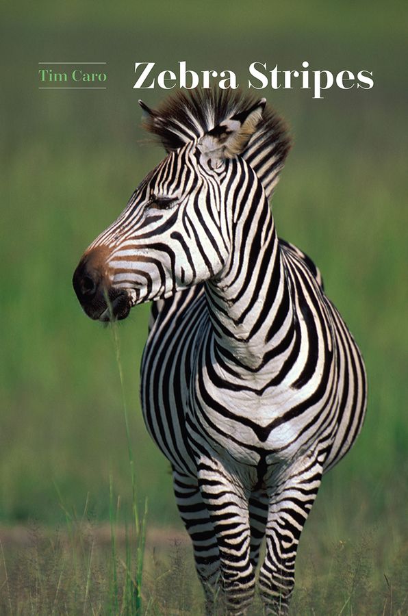 Zebra Stripes | 0:e upplagan