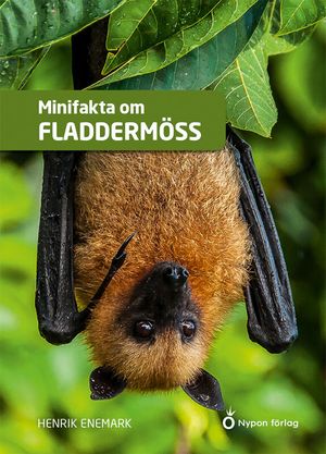 Minifakta om fladdermöss | 1:a upplagan