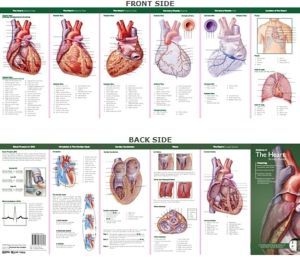 Anatomical Chart Company's Illustrated BC Anatomy: Anatomy of The Heart Study Guide