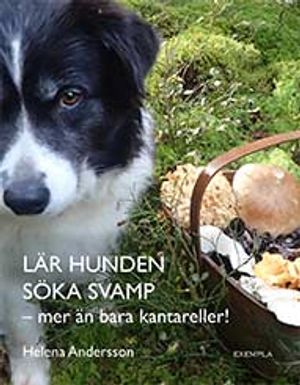 Lär hunden söka svamp - mer än bara kantareller!