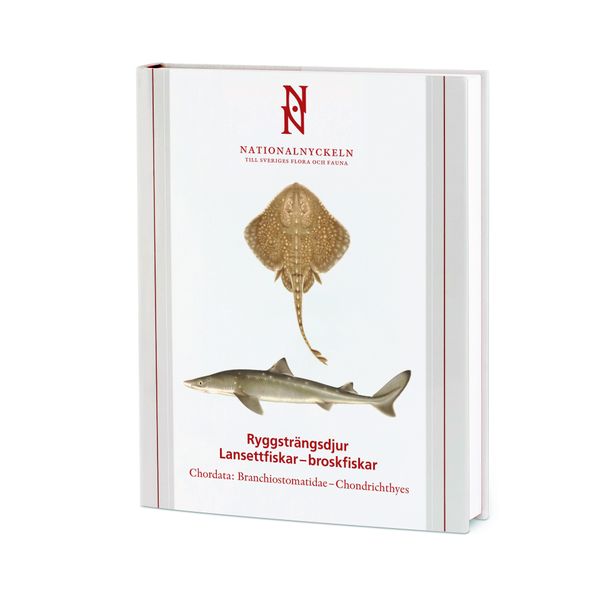 Ryggsträngsdjur : lansettfiskar-broskfiskar - Chordata : branchiostomatidae-chondrichthyes | 1:a upplagan
