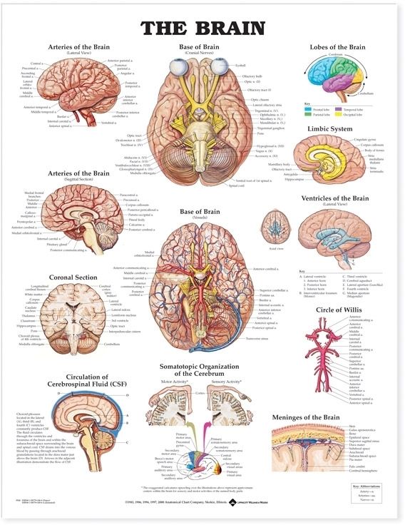 The Brain Anatomical Chart | 0:e upplagan