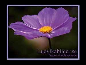 Ludvikabilder.se - Sagolikt och levande | 1:a upplagan