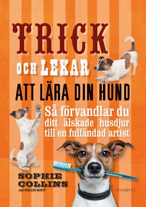 Trick och lekar att lära din hund