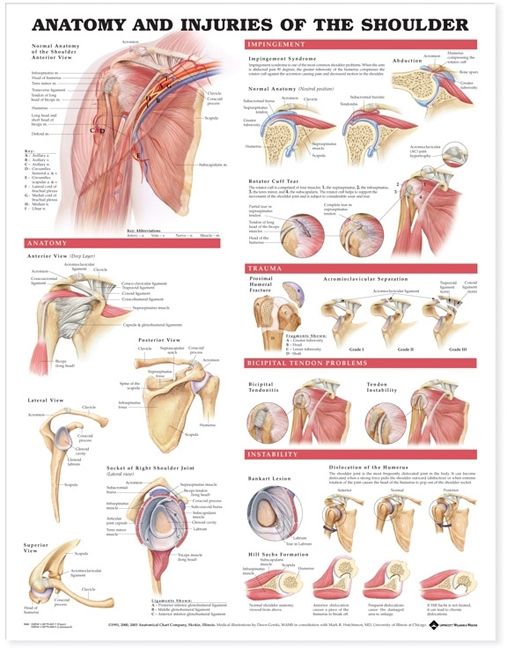 Anatomy and Injuries of the Shoulder Anatomical Chart | 0:e upplagan