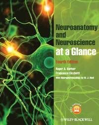 Neuroanatomy and Neuroscience at a Glance