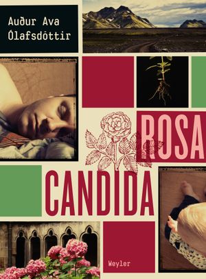 Rosa Candida | 1:a upplagan