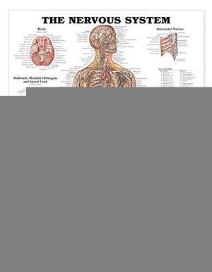 The Nervous System Anatomical Chart