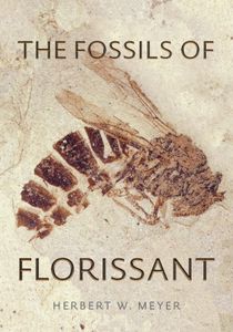 Fossils Of Florissant