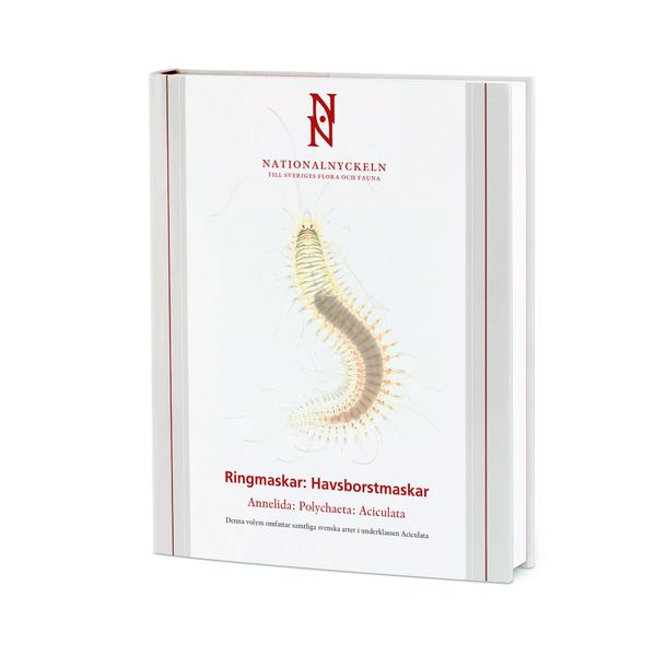 Ringmaskar: Havsborstmasmkar, Annelida: Polychaeta: Aciculta klotband | 1:a upplagan