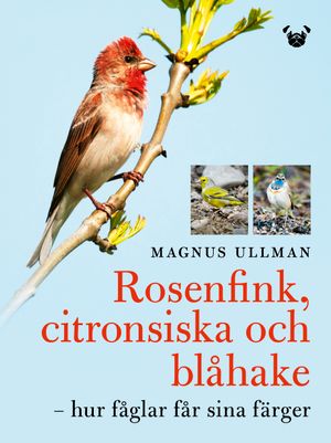 Rosenfink, citronsiska och blåhake - hur fåglar får sina färger