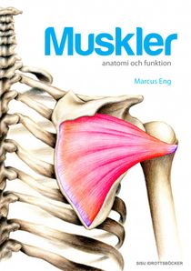 Muskler anatomi och funktion