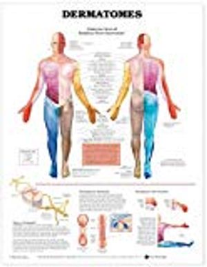 Dermatomes Anatomical Chart