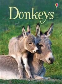 Donkeys | 0:e upplagan