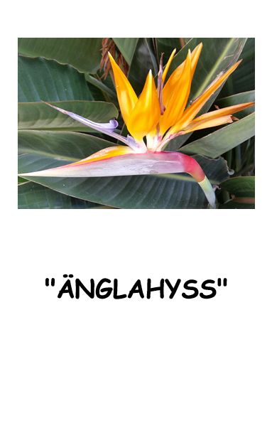 Änglahyss eller Tur med stor G | 0:e upplagan