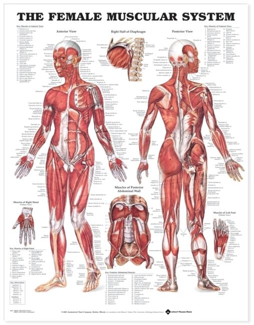 The Female Muscular System Anatomical Chart | 0:e upplagan
