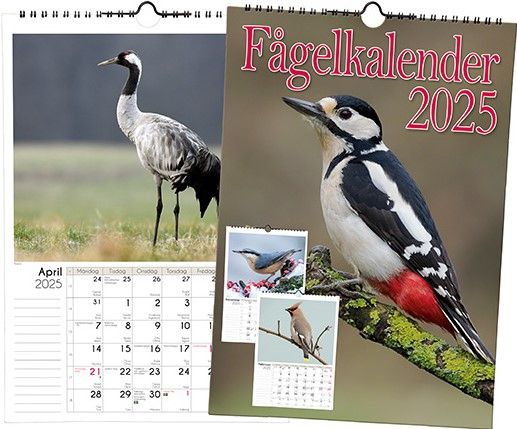 Fågelkalender 2025 | 1:a upplagan