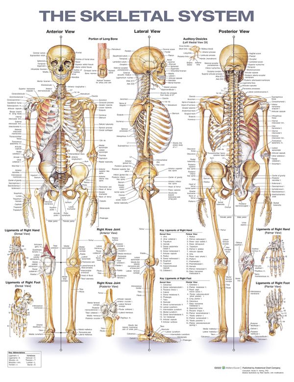 The Skeletal System Anatomical Chart | 2:a upplagan