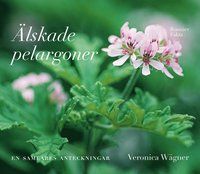 Älskade pelargoner