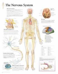 Nervous System Laminated Poster | 0:e upplagan