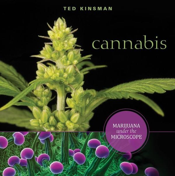 Cannabis - marijuana under the microscope | 0:e upplagan