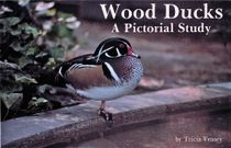Wood Ducks : A Pictorial Study