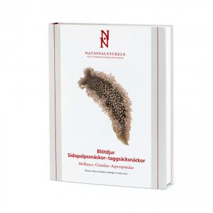 Blötdjur: Sidopalpssnäckor – taggsäcksnäckor. Mollusca: Cimidae–Asperspinidae | 1:a upplagan