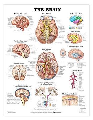 The Brain Anatomical Chart